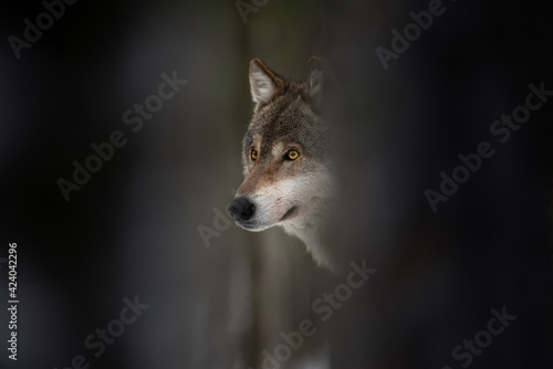 Wolf Muzzle. European Wolf With Glowing Eyes Among Tree Trunks, Dark Background. The life of the Eurasian wolves