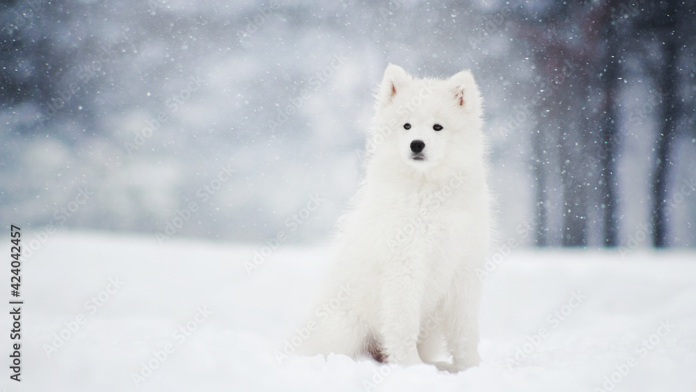 white samoyed dog in winter snow nature forest