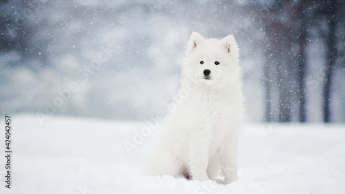 white samoyed dog in winter snow nature forest