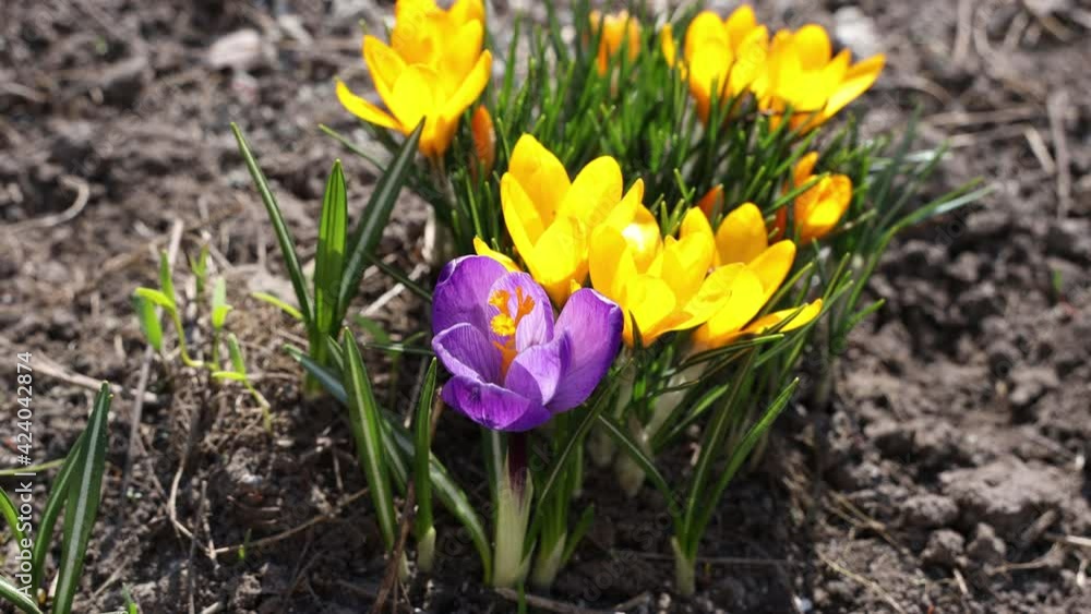 First crocuses 4K video. Honey Bees Collecting Pollen From Crocus Blossom First crocuses 4K video. Honey Bees Collecting Pollen From Crocus Blossom