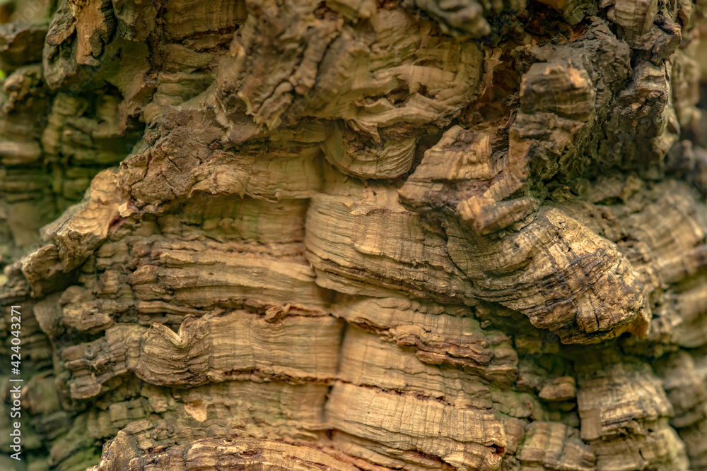 Natural tree bark background. Balsa wood close up.