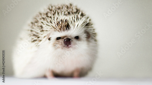 hedgehog teeth on white background
