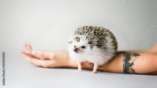 hedgehog on hands on white background