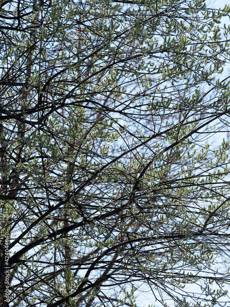 Salix caprea | Sal-Weide oder Kätzchenweide mit grünliche Weibliche Kätzchen blühende in einem aufrecht orientierten auf nackten Zweigen Im zeitigen Frühjahr Salix caprea | Sal-Weide oder Kätzchenweide mit grünliche Weibliche Kätzchen blühende in einem aufrecht orientierten auf nackten Zweigen Im zeitigen Frühjahr