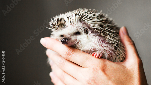 happy hedgehog on arms
