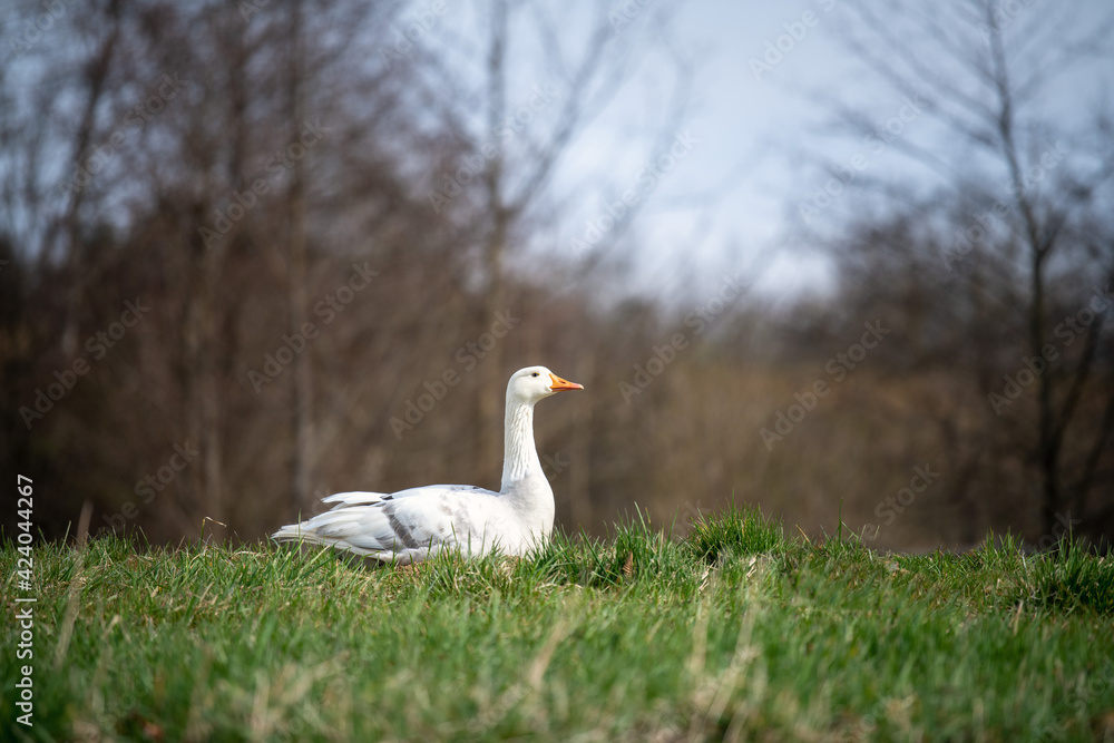 Weiße Hausgans im Frühjahr auf einer Wiese - landwirtschaftlicht Nutztierhaltung Weiße Hausgans im Frühjahr auf einer Wiese - landwirtschaftlicht Nutztierhaltung