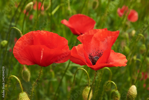 Buds and flowers of red poppy on a sunny day
