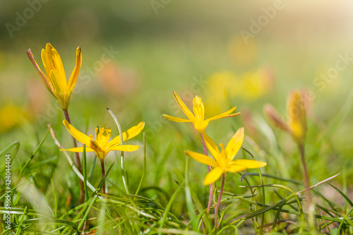 small yellow flowers in the field