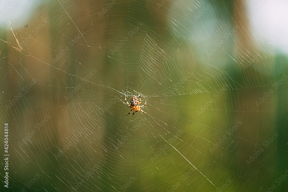 Large Spider Inside Woven Web In Forest Large Spider Inside Woven Web In Forest
