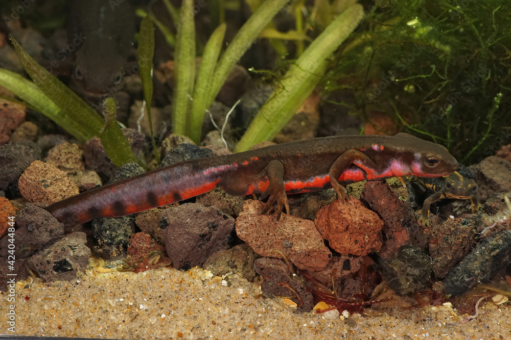 Fototapeta premium Closeup of an aquatic , colorful male Japanese firebelied newt, Cynops pyrrhogaster