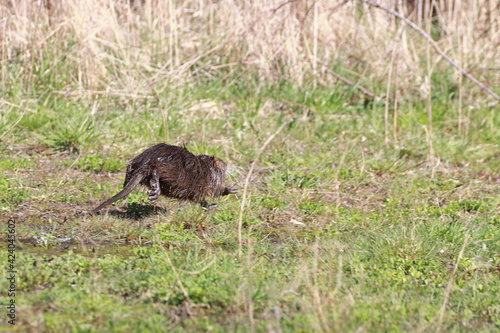 ein flüchtender Nutria photo