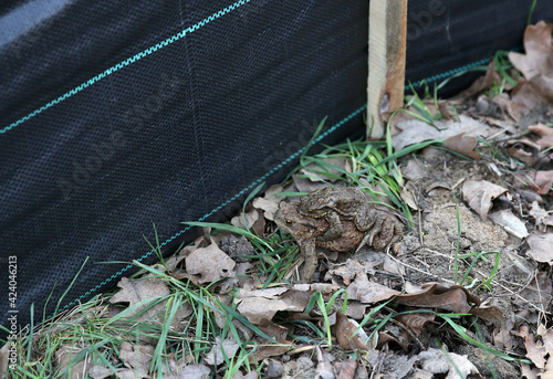 Foil That Creates a Fence and Directs The Frog to Pass Under the Road.  photo