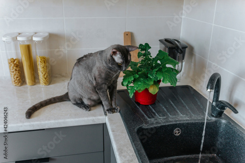 a gray cat of the curly Sphinx breed sits next to the kitchen sink and a green flower in a pot