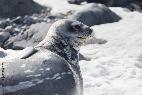 Weddell Seal rests on the snow in the Antarctic continent. Half Moon island, Antarctica