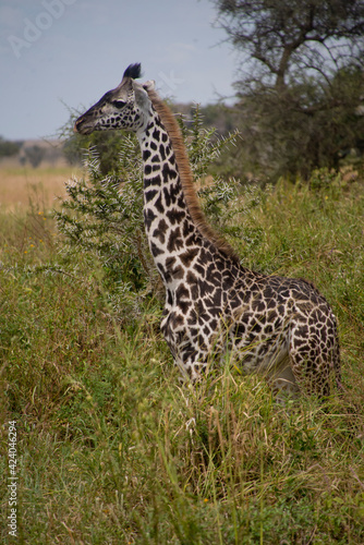 Giraffe on the Serengeti National Park  Tanzania