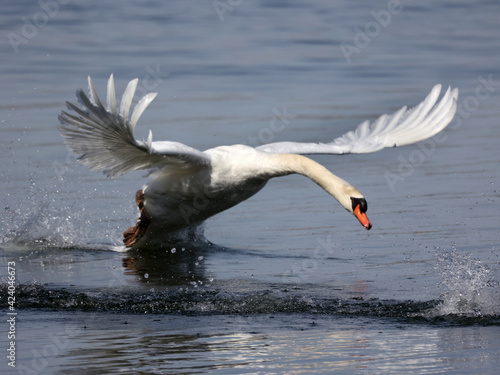 Mute swan fighting and flapping and threatening other male Mute Swan in breeding season in the bay in early spring. Nasty pecking involved © Janet