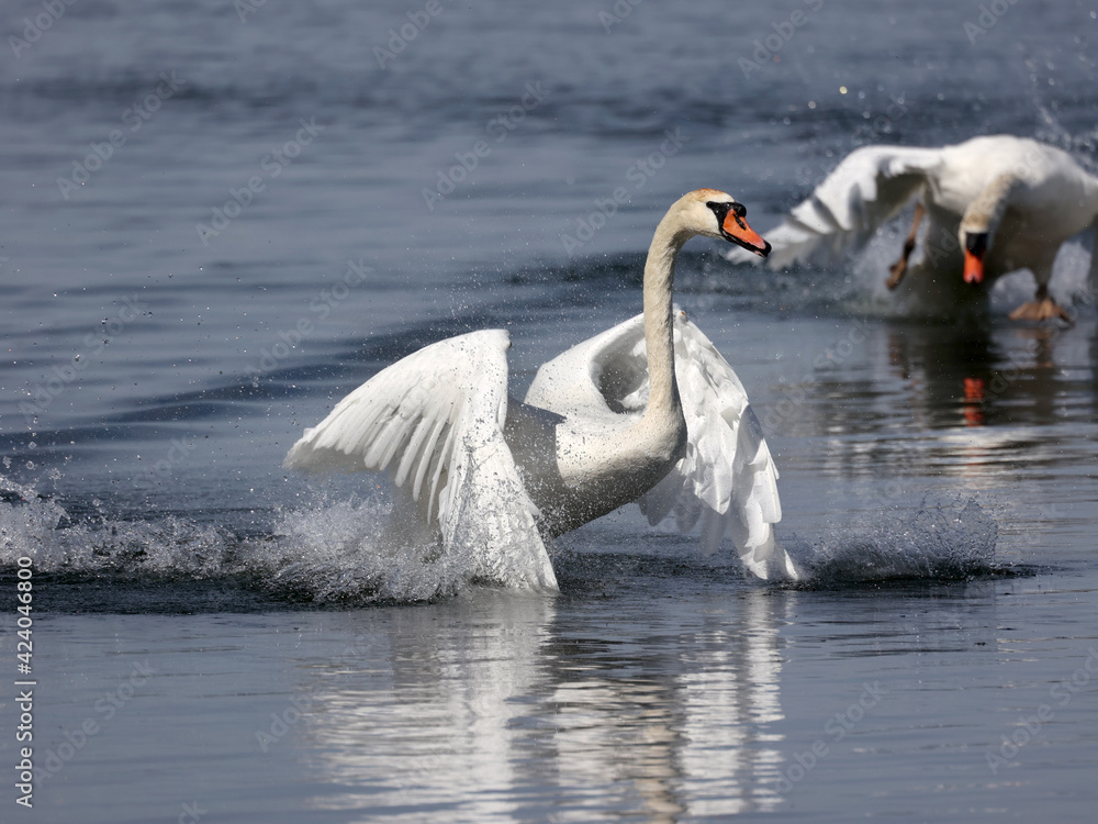 Obraz premium Mute swan fighting and flapping and threatening other male Mute Swan in breeding season in the bay in early spring. Nasty pecking involved