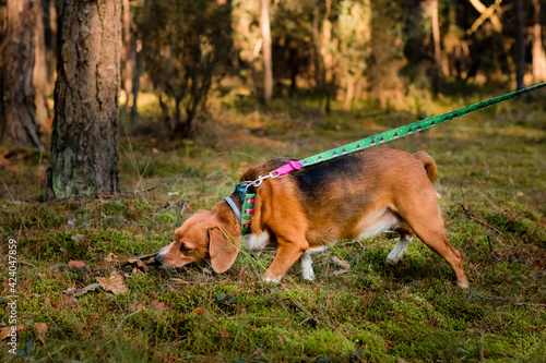 pies szukający zapachu w lesie © Adam