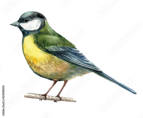 Realistic watercolor titmouse bird  illustration, botanical little bird. Hand-drawn Nature Illustration isolated on white background