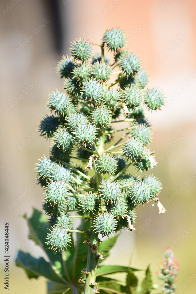 Ricinus Ricinus