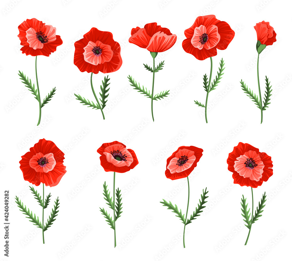 Fototapeta premium Poppy flowers. Collection of watercolor hand drawn poppies. Isolated botanical symbols of blooming red poppies blossoms. Floral design for decor or holiday wedding greetings cards template