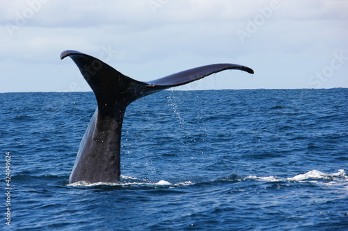 Baleine plongeante