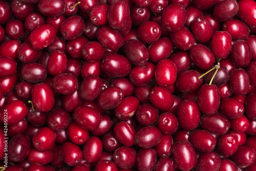 Many ripe burgundy dogwood berries, background. Summer harvested fruits, top view Many ripe burgundy dogwood berries, background. Summer harvested fruits, top view