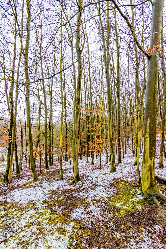 Obraz premium Hillside with bare trees with thin trunks, moss and traces of snow on the ground in Sint. Pietersberg forest, winter day in South Limburg, Netherlands