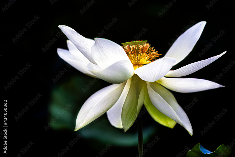 Obraz premium Lotus flower