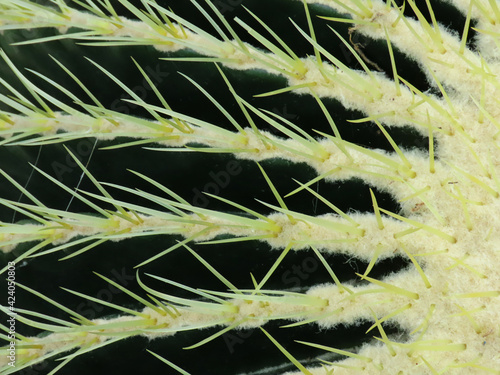 Close up photos of cactus.