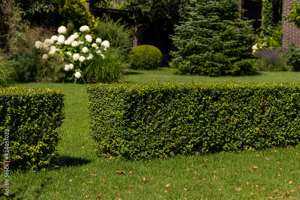 geometric evergreen hedge bushes in outdoor landscaping