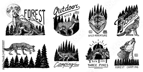 Gray wolf logo and badge. Forest and mountain and hill. Double exposure Concept. A predatory beast. Wild forest animal. Vector Engraved hand drawn Vintage old sketch for tattoo, t-shirt or typography.