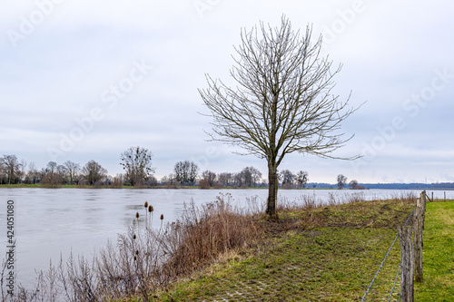 Small bare tree on the bank of the Maas river on sparse green grass, a fence with barbed wire with bare trees in the background, cloudy day in Geulle in South Limburg, Netherlands