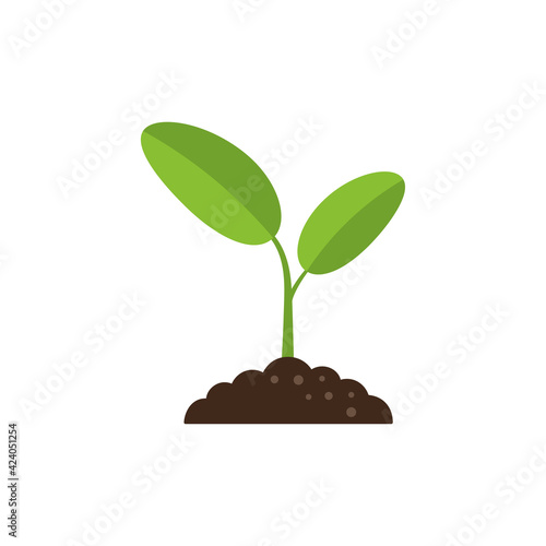 sprout plant in soil with leaves, seedling in ground isolated on white photo