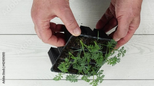 arugula seedlings for transplantation