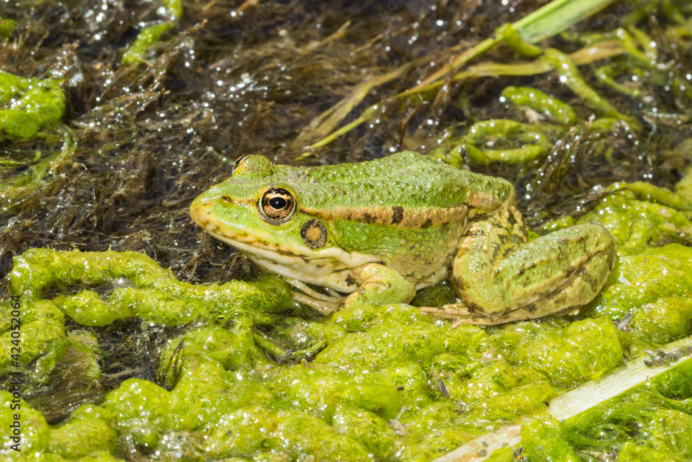 The marsh frog (lat. Pelophylax ridibundus), of the family Ranidae.