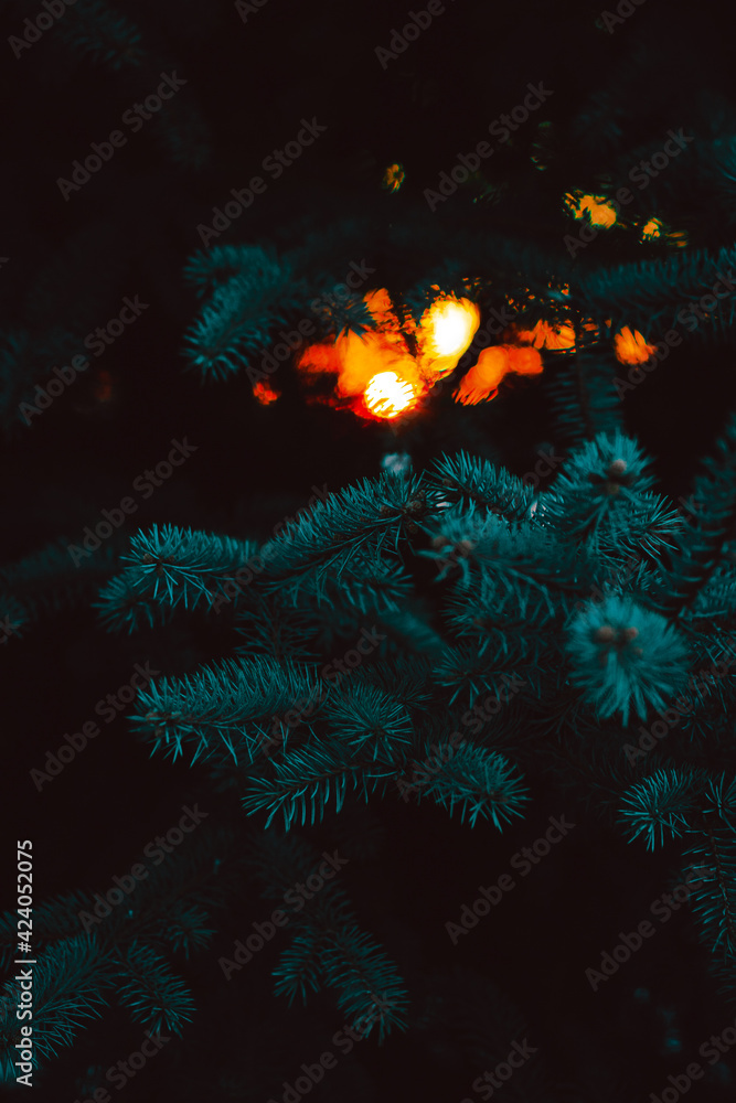 Fototapeta premium Pine and sunset 