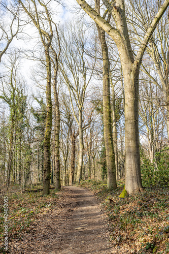 Hiking trail between bare trees in a Dutch nature reserve, sunny day in Kasteelpark Elsloo, South Limburg, Netherlands Holland