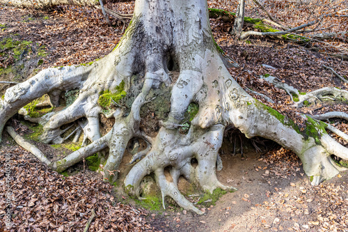 Huge exposed roots of a common beech tree with green moss on a dirt ground covered by dry brown leaves, sunny day in Stammenderbos, South Limburg, Netherlands photo