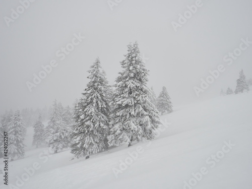 snow-covered fir trees during severe snow storm