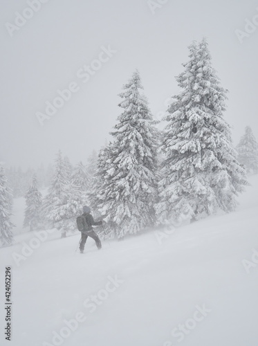 professional photographer with backpack going across coniferous forest during severe snow storm, Ciucas mountains, Romania