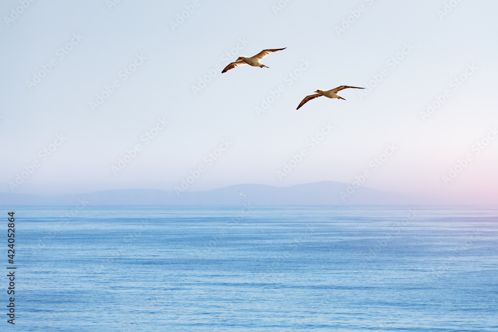 Two flying gannets on blue sky. Wild animal photography