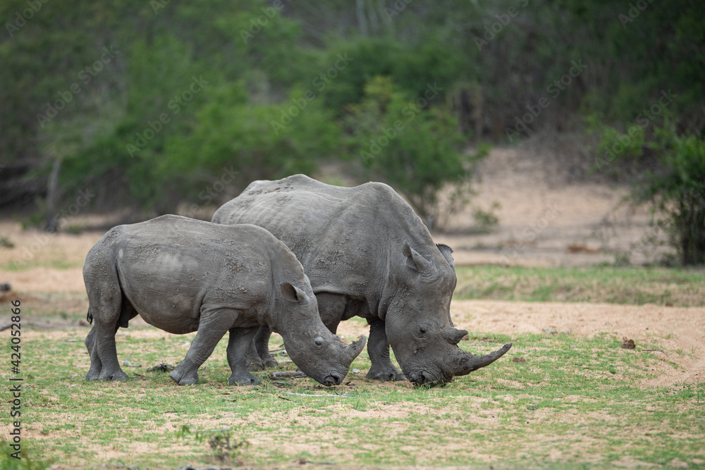 A White Rhino cow and calf seen on a safari in South Africa A White Rhino cow and calf seen on a safari in South Africa