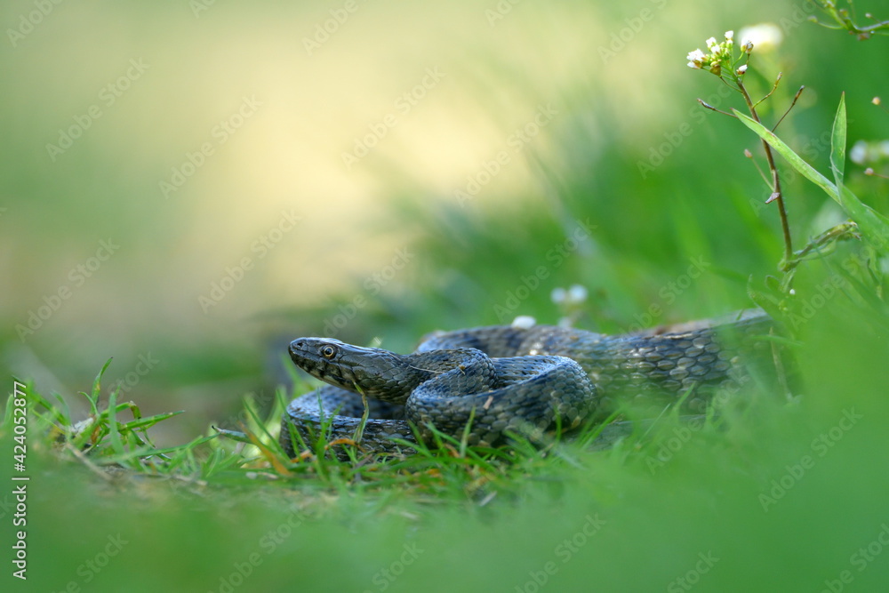 dice snake in the grass (Natrix tessellata) dice snake in the grass (Natrix tessellata)