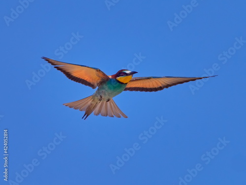 european bee-eater (Merops Apiaster) flying against the blue sky