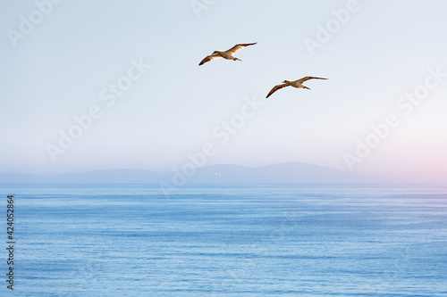Two flying gannets on blue sky. Wild animal photography