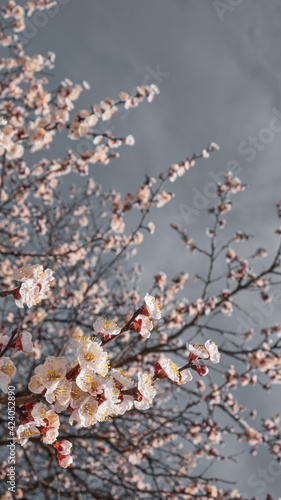 Nature in Springtime. Branch with beautiful white Spring Apricot Flowers on Tree. Nature scene with flowering apricot on blossom background. Botanical bloom concept. Blooming backdrop