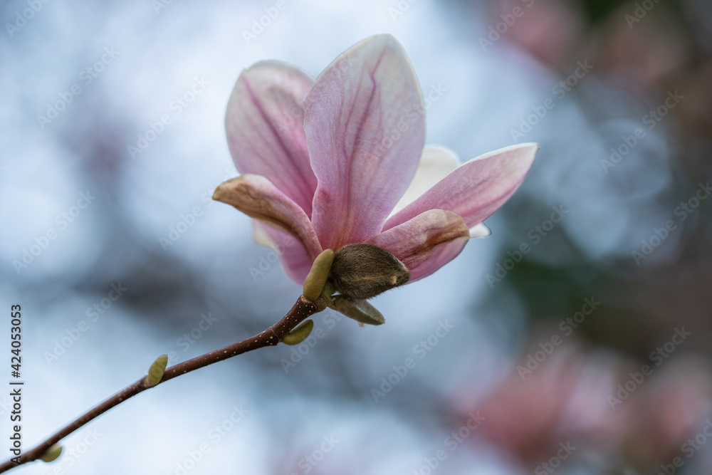 pink magnolia flowers on tree pink magnolia flowers on tree