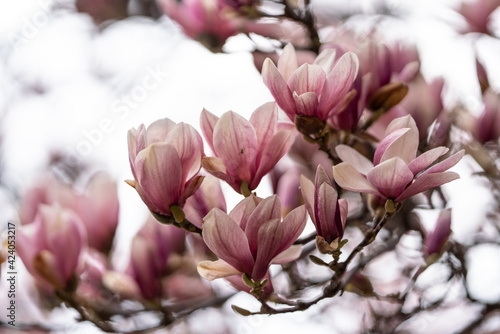 pink magnolia flowers on tree