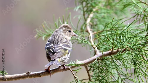 Pine siskin flying and sitting on tree branch, close-up photo